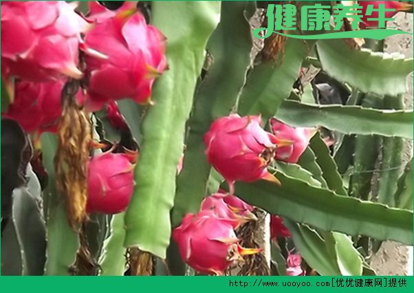 火龙果怎么种植？火龙果种植盆栽方法介绍(4)