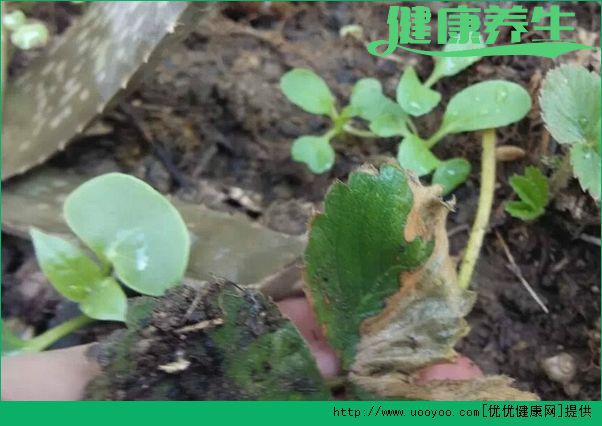 草莓怎么种？草莓阳台种植方法介绍(3)