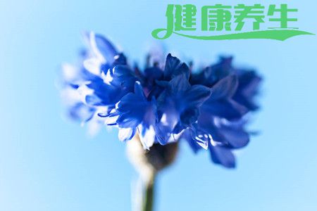 矢车菊