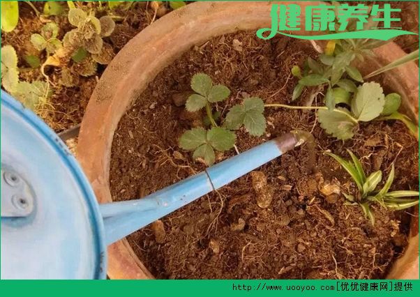 草莓怎么种？草莓阳台种植方法介绍(5)