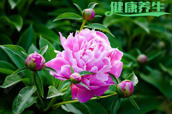 五月什么花开？五月有什么花开？(4)