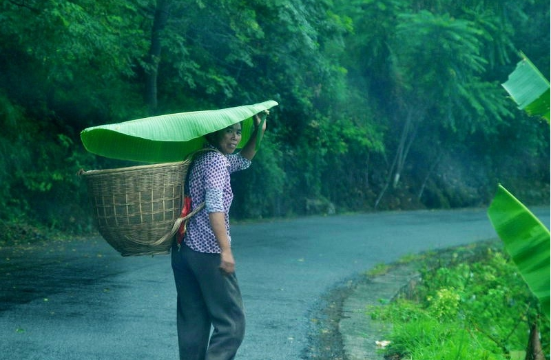 天绿元素的三生三世